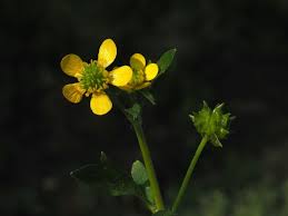 Attēlu rezultāti vaicājumam “Ranunculus mendax”