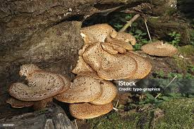 Attēlu rezultāti vaicājumam “Polyporus squamosus”