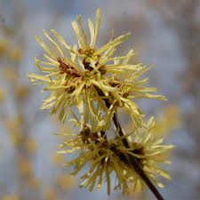 Attēlu rezultāti vaicājumam “Hamamelis virginiana”