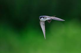 Attēlu rezultāti vaicājumam “Delichon urbicum juvenile”