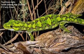 Attēlu rezultāti vaicājumam “Chara rudis”