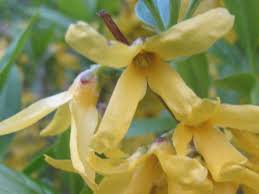 Attēlu rezultāti vaicājumam “Forsythia viridissima flower”