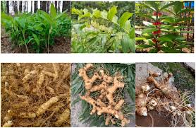 Attēlu rezultāti vaicājumam “Polygonatum verticillatum fruit”