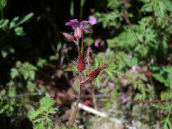 Attēlu rezultāti vaicājumam “Geranium robertianum fruit”