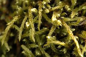 Attēlu rezultāti vaicājumam “Hypnum”