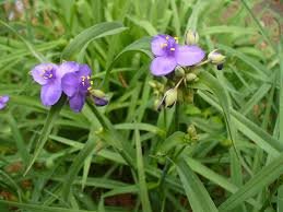 Attēlu rezultāti vaicājumam “Tradescantia virginiana”