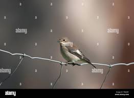 Attēlu rezultāti vaicājumam “Ficedula hypoleuca juvenile”