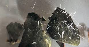 Attēlu rezultāti vaicājumam “Tubifera magna macro”