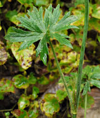 Attēlu rezultāti vaicājumam “Ranunculus acris leaf”