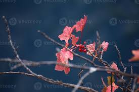 Attēlu rezultāti vaicājumam “Ribes spicatum”