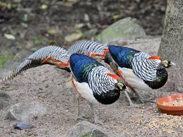 Image result for Chrysolophus amherstiae