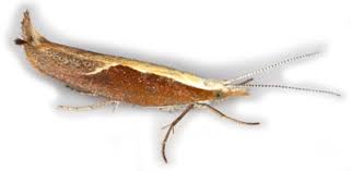 Attēlu rezultāti vaicājumam “Ypsolopha asperella”