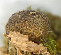 Attēlu rezultāti vaicājumam “Lycogala fuscoolearium macro”