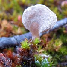 Attēlu rezultāti vaicājumam “Octospora splachnophila spores”