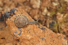 Attēlu rezultāti vaicājumam “Claustria didermoides macro”