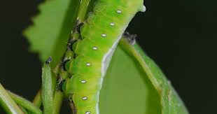 Attēlu rezultāti vaicājumam “Cerura vinula larva”