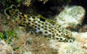 Image result for Epinephelus adscensionis