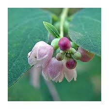 Attēlu rezultāti vaicājumam “Symphoricarpos albus flower”