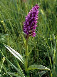 Attēlu rezultāti vaicājumam “Dactylorhiza majalis subsp. baltica”