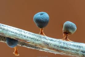 Attēlu rezultāti vaicājumam “Craterium leucocephalum”