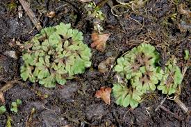 Attēlu rezultāti vaicājumam “Riccia canaliculata”