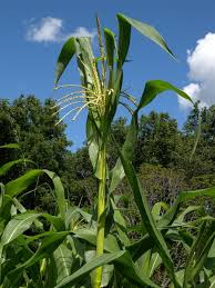 Attēlu rezultāti vaicājumam “Zea mays female flower”