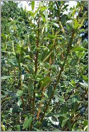 Attēlu rezultāti vaicājumam “Salix triandra”