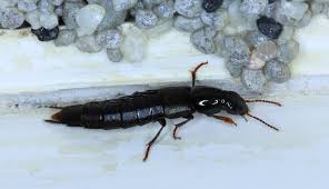 Attēlu rezultāti vaicājumam “Quedius dilatatus”