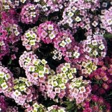 Attēlu rezultāti vaicājumam “Lobularia maritima”