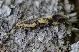 Attēlu rezultāti vaicājumam “Denisia similella”