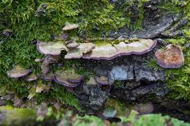 Attēlu rezultāti vaicājumam “Trichaptum abietinum”