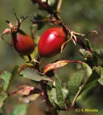 Attēlu rezultāti vaicājumam “Rosa subcanina”
