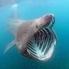 Image result for Cetorhinus maximus