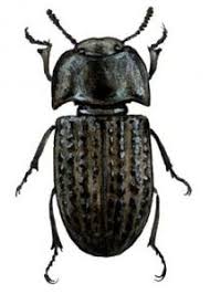 Attēlu rezultāti vaicājumam “Opatrum sabulosum”