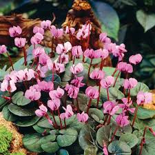 Attēlu rezultāti vaicājumam “Cyclamen hederifolium”
