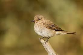 Attēlu rezultāti vaicājumam “Muscicapa striata”