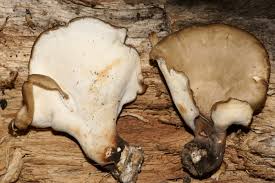 Attēlu rezultāti vaicājumam “Polyporus tubaeformis”