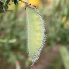 Attēlu rezultāti vaicājumam “Cytisus scoparius fruit”