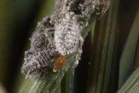 Attēlu rezultāti vaicājumam “Schizolachnus pineti”