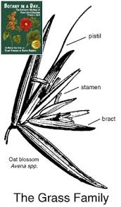 Attēlu rezultāti vaicājumam “Gramineae”