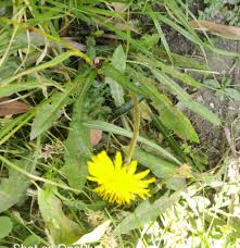 Attēlu rezultāti vaicājumam “Taraxacum suecicum”