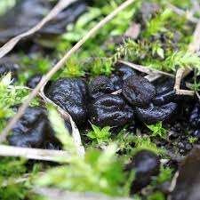 Attēlu rezultāti vaicājumam “Nostoc commune macro”