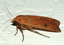 Attēlu rezultāti vaicājumam “Noctua pronuba”