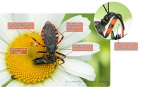 Attēlu rezultāti vaicājumam “Rhynocoris annulatus imago”