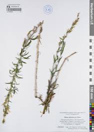 Attēlu rezultāti vaicājumam “Silene tatarica”