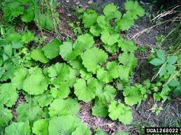 Attēlu rezultāti vaicājumam “Tussilago farfara leaf”