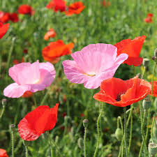 Attēlu rezultāti vaicājumam “Papaver rhoeas flower”