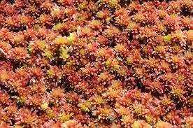 Attēlu rezultāti vaicājumam “Sphagnum capillifolium”