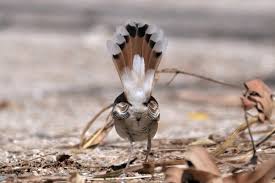 Image result for Cercotrichas galactotes