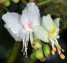 Attēlu rezultāti vaicājumam “Aesculus hippocastanum flower”